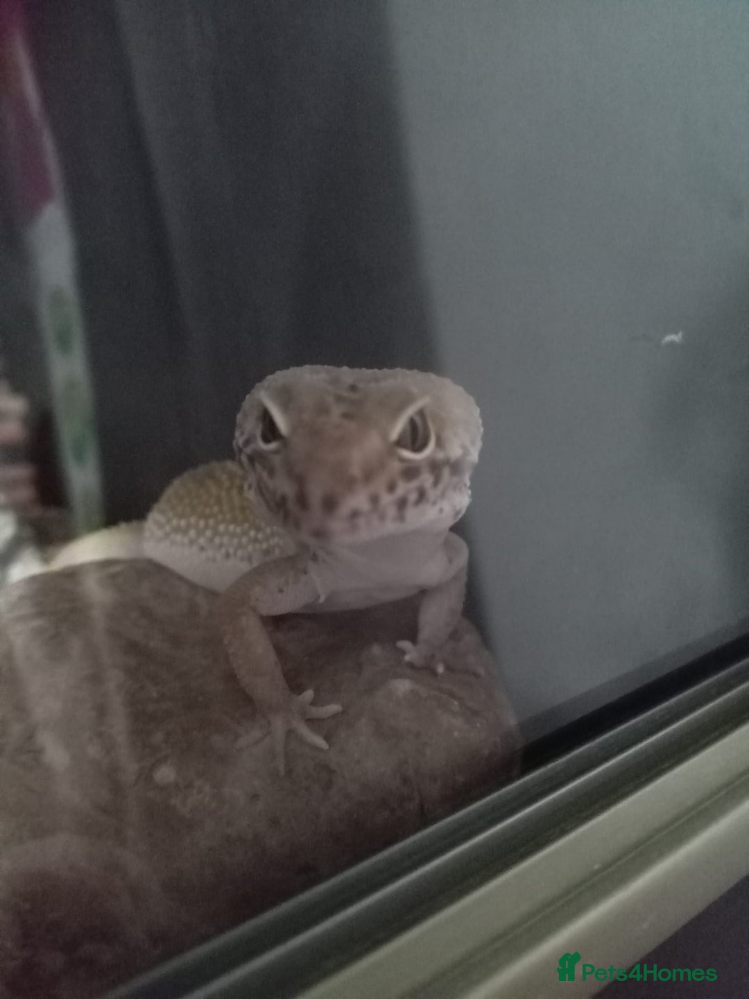 Leopard Gecko reptiles for sale: Leopard gecko  - Image 4