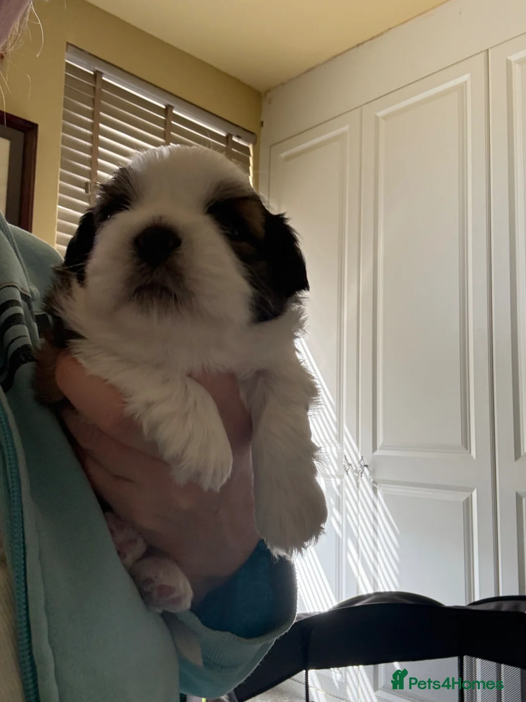 Shih Tzu dogs for sale: Outstanding Shihtzu boy, KC Reg Rocky Phoenix - Advert 2