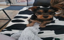 Yorkshire Terrier dogs for sale: Yorkshire terrier  - Advert 1