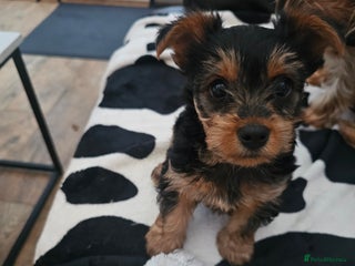 Yorkshire Terrier dogs for sale: Yorkshire terrier - Advert 1