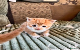 Mixed Breed cats for sale: Stunning friendly ginger kittens - Image 3