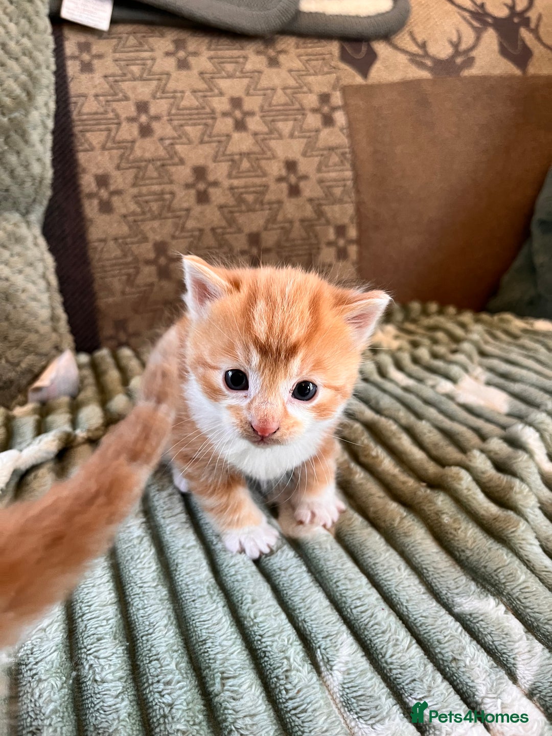 Mixed Breed cats for sale: Stunning friendly ginger kittens - Image 3