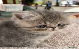 Exotic cats for sale: Exotic pedigree kittens  - Image 11