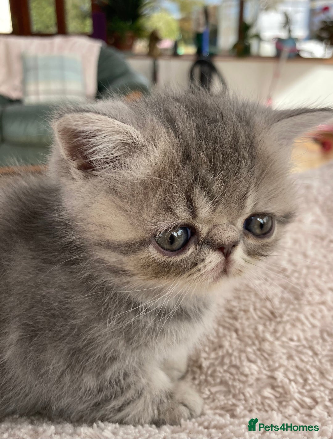 Exotic cats for sale: Exotic pedigree kittens  - Image 11