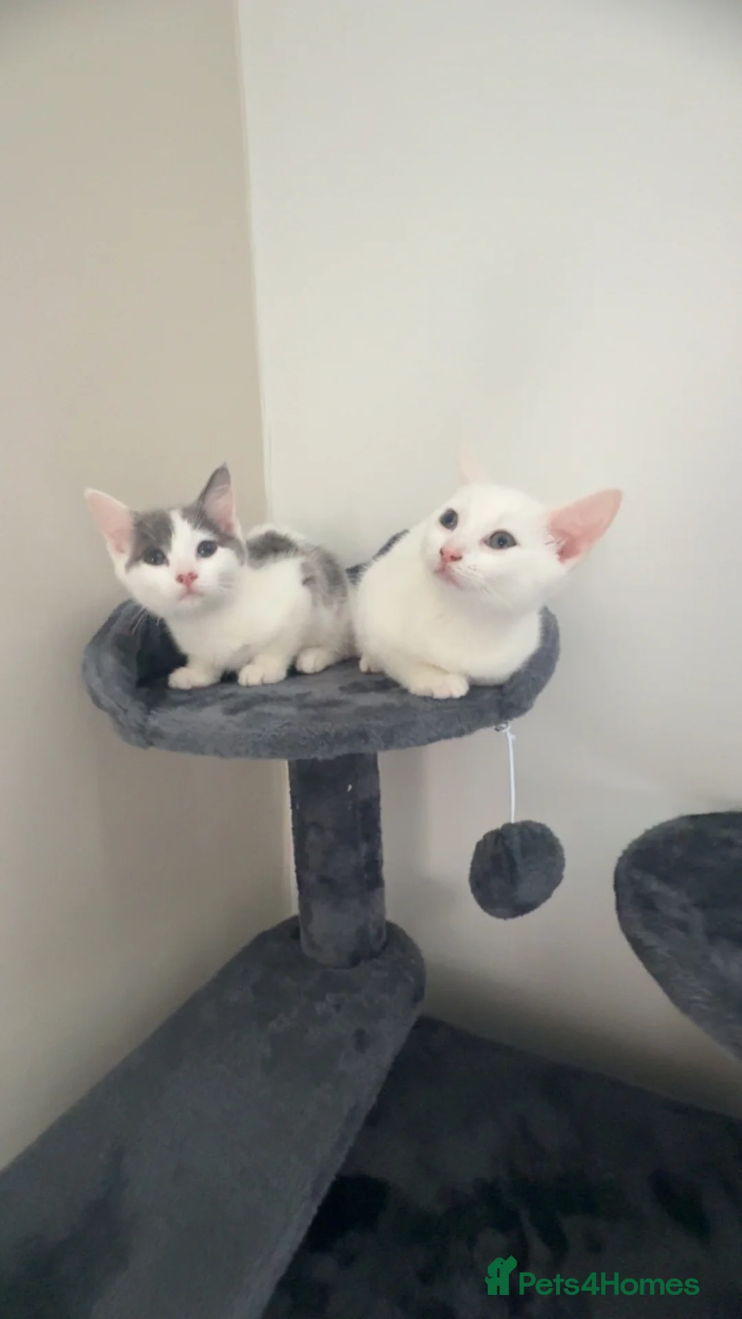 Mixed Breed cats for sale: 2 mixed breed kittens for rehoming - Advert 2