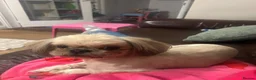 Shih Tzu dogs for sale: KC Registered Girl - Advert 3