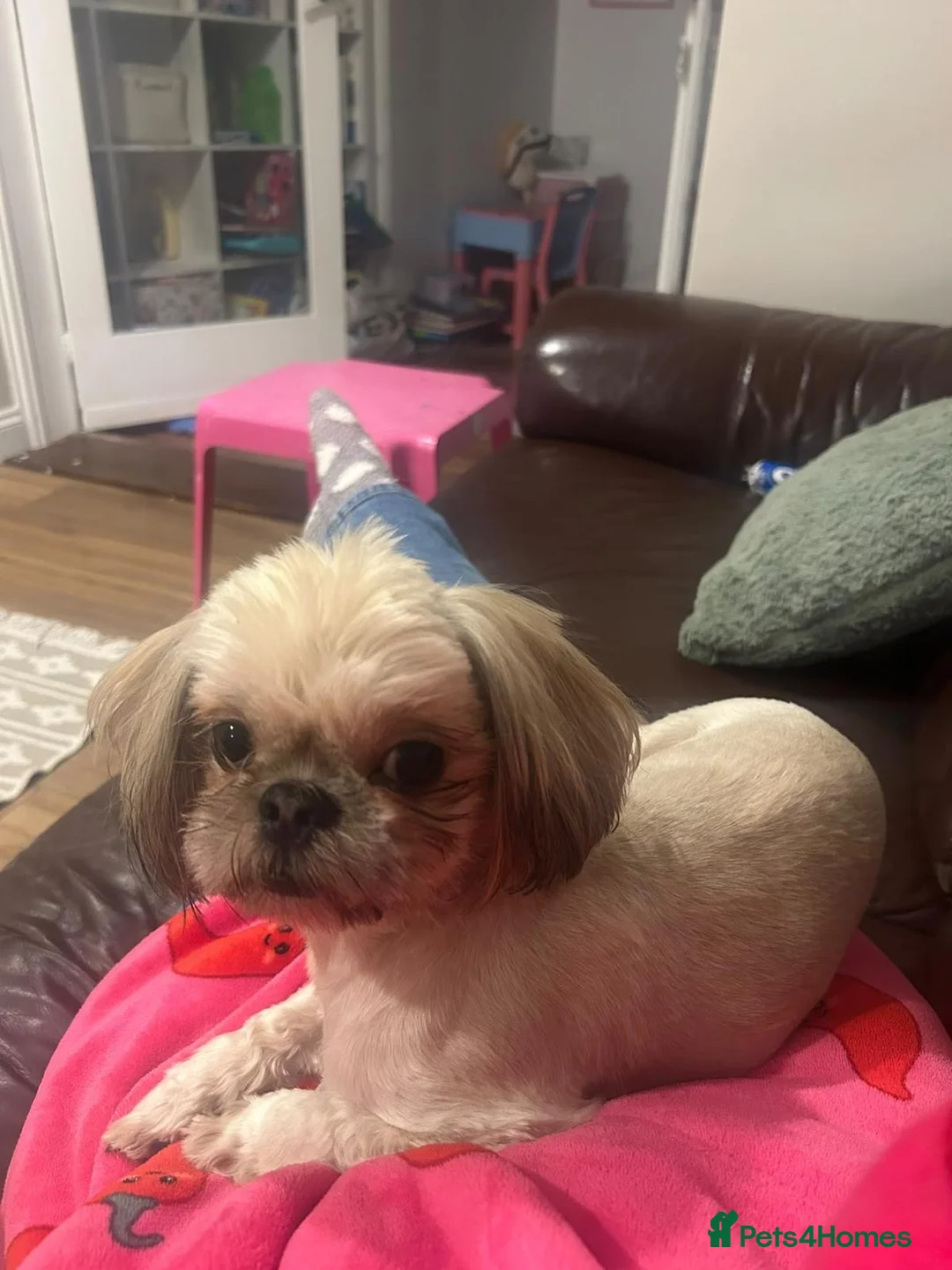 Shih Tzu dogs for sale: KC Registered Girl - Advert 3