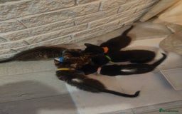 Mixed Breed cats for sale: Kittens - Image 1