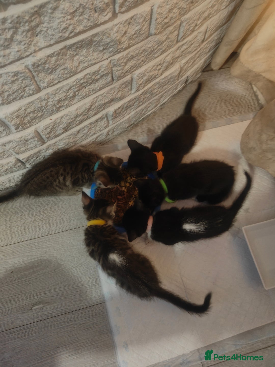 Mixed Breed cats for sale: Kittens - Image 1