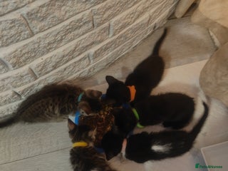 Mixed Breed cats - Advert 23