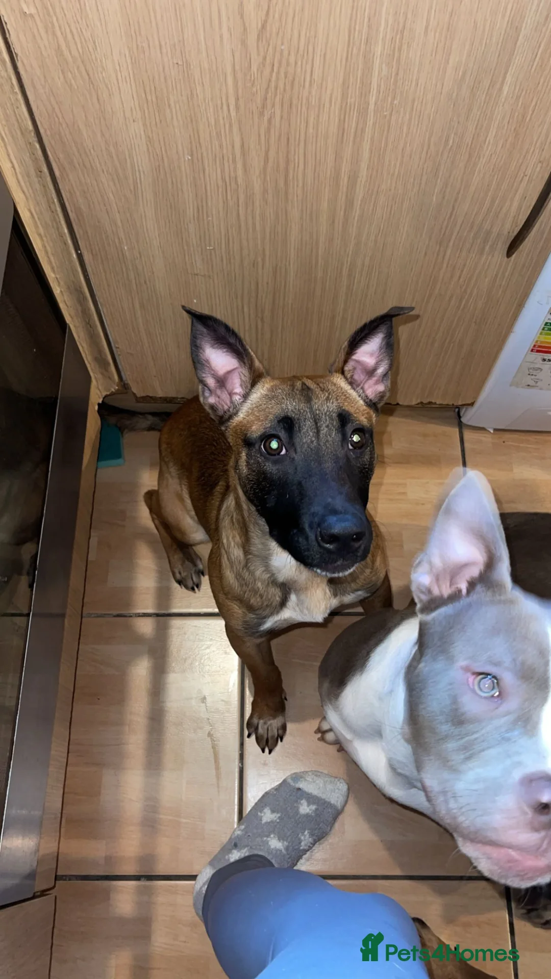 Mixed Breed dogs for sale: F1 bull herder  - Advert 1