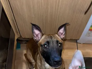 Mixed Breed dogs F1 bull herder - Advert 14