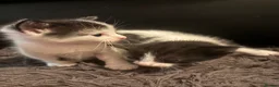 Domestic Shorthair cats for sale: 5 beautiful kittens for sale in Wigan - Advert 6