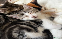 Domestic Shorthair cats for sale: Beautiful kittens for sale £50 each - Image 1