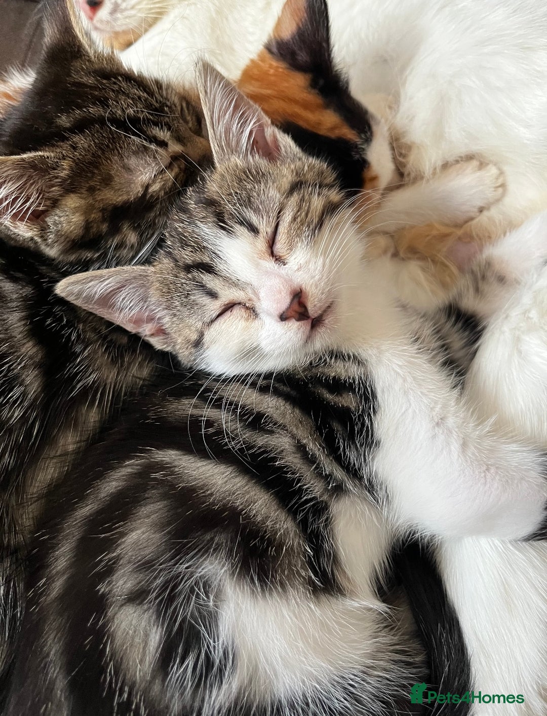 Domestic Shorthair cats for sale: Beautiful kittens for sale £50 each - Image 1