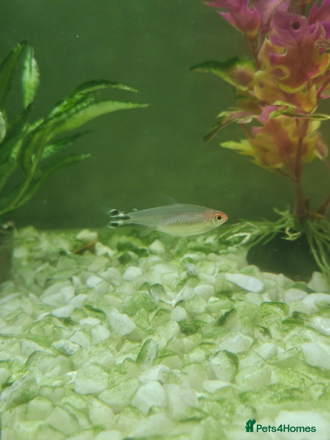 Other/Mixed Breed fish for sale: Fish, Frogs and Tank for sale  - Advert 12