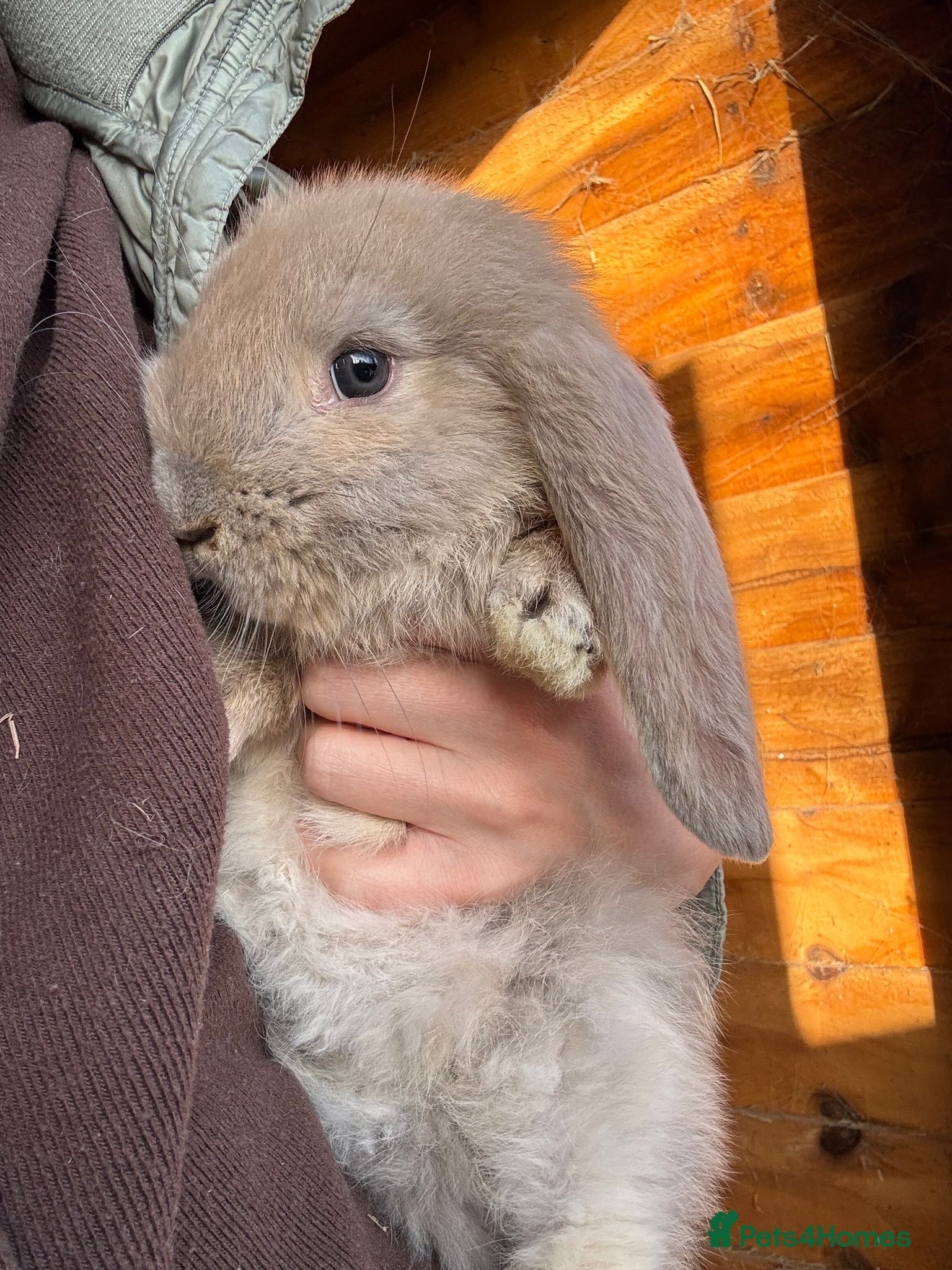 French Lop rabbits 💛🧡 French Lop Babies from Sweet Pea Rabbitry - Advert 4