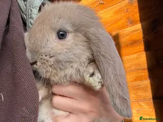 French Lop rabbits 💛🧡 French Lop Babies from Sweet Pea Rabbitry - Advert 4