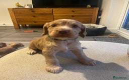 Cocker Spaniel dogs for sale: Perfect working cocker spaniel puppies  - Image 11