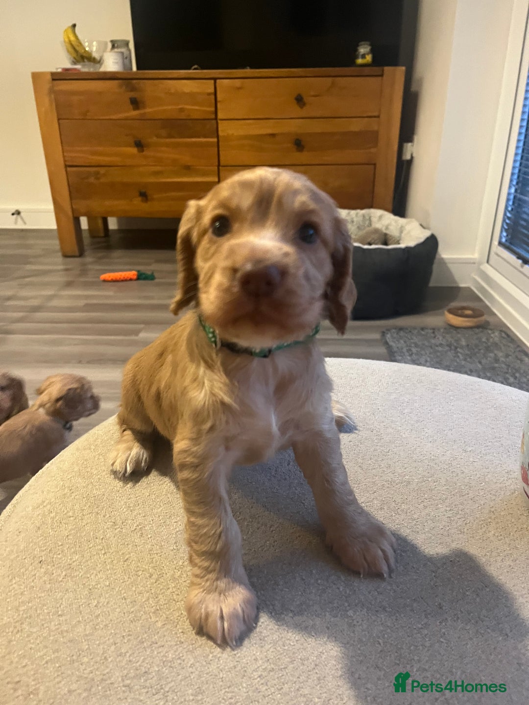 Cocker Spaniel dogs for sale: Perfect working cocker spaniel puppies  - Image 11