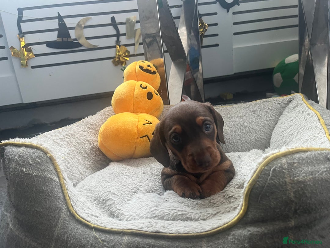 Miniature Dachshund dogs for sale: Miniature Dachshund Boy  - Advert 3