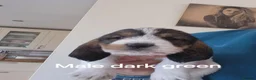 Basset Griffon Vendeen dogs for sale: Griffon grand bassets  - Advert 8