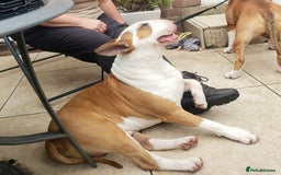 Bull Terrier dogs for stud: English Bull Terrier STUD dog - Image 16