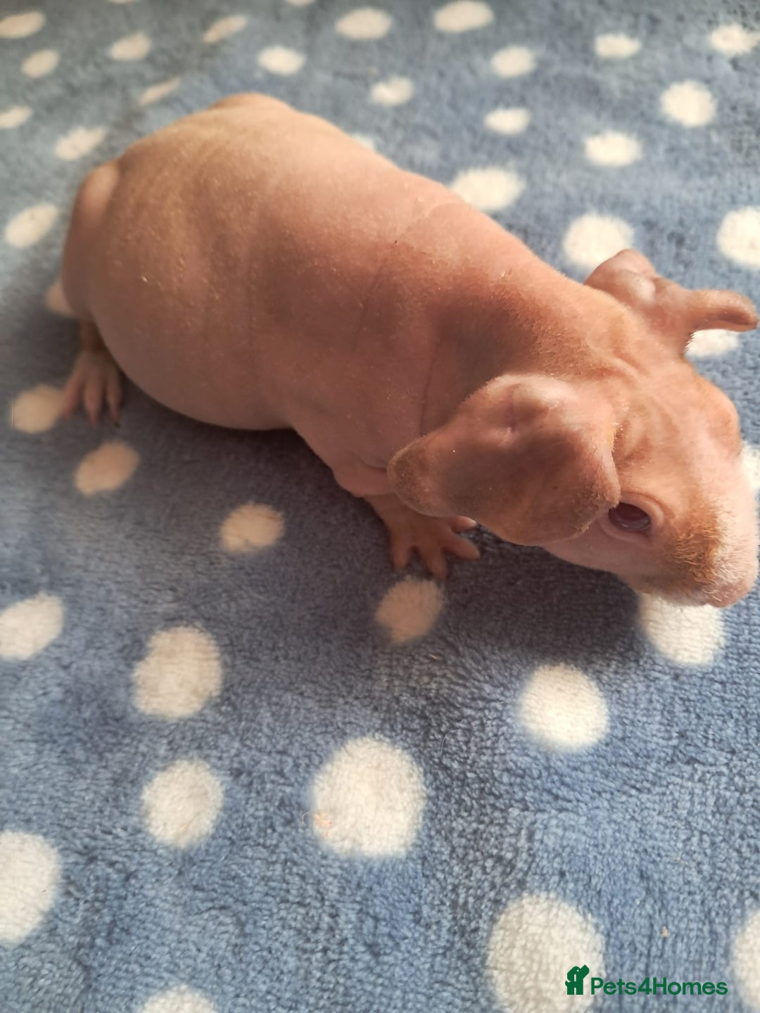 Guinea Pig rodents for sale: BEAUTIFUL SELECTION OF SKINNY PIG BOARS - Advert 8