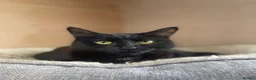 Domestic Shorthair cats for adoption: Magic and Merlin, 7 month old sibling pair  - Advert 6