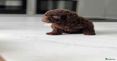 Cockapoo dogs - Advert 11
