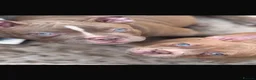 American Bully dogs for sale: Pocket Bully’s  - Advert 3