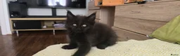 Maine Coon cats for sale: Maine coon kittens - Advert 33