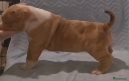 American Bully dogs for sale: 🏡Ready to leave 2 weeks 🔥🦍AMERICAN BULLIES🔥🦍 - Image 16