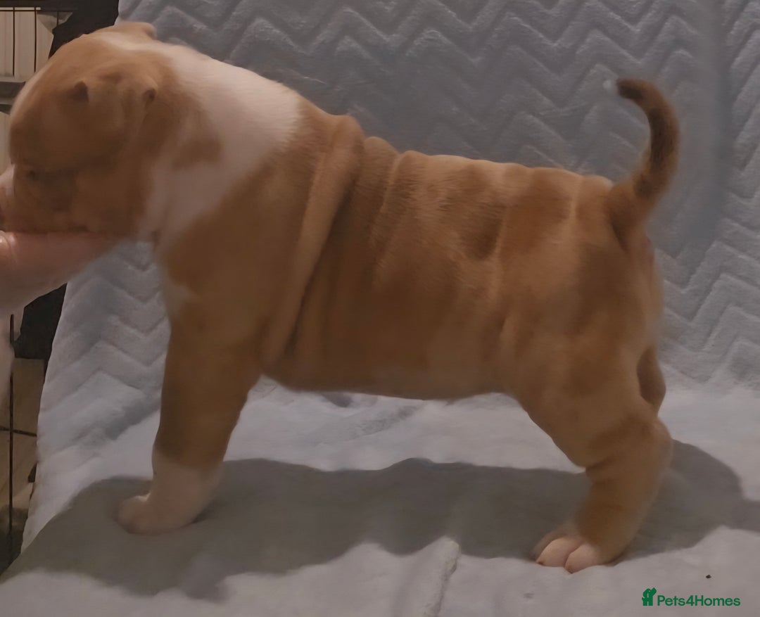 American Bully dogs for sale: 🏡Ready to leave 2 weeks 🔥🦍AMERICAN BULLIES🔥🦍 - Image 16