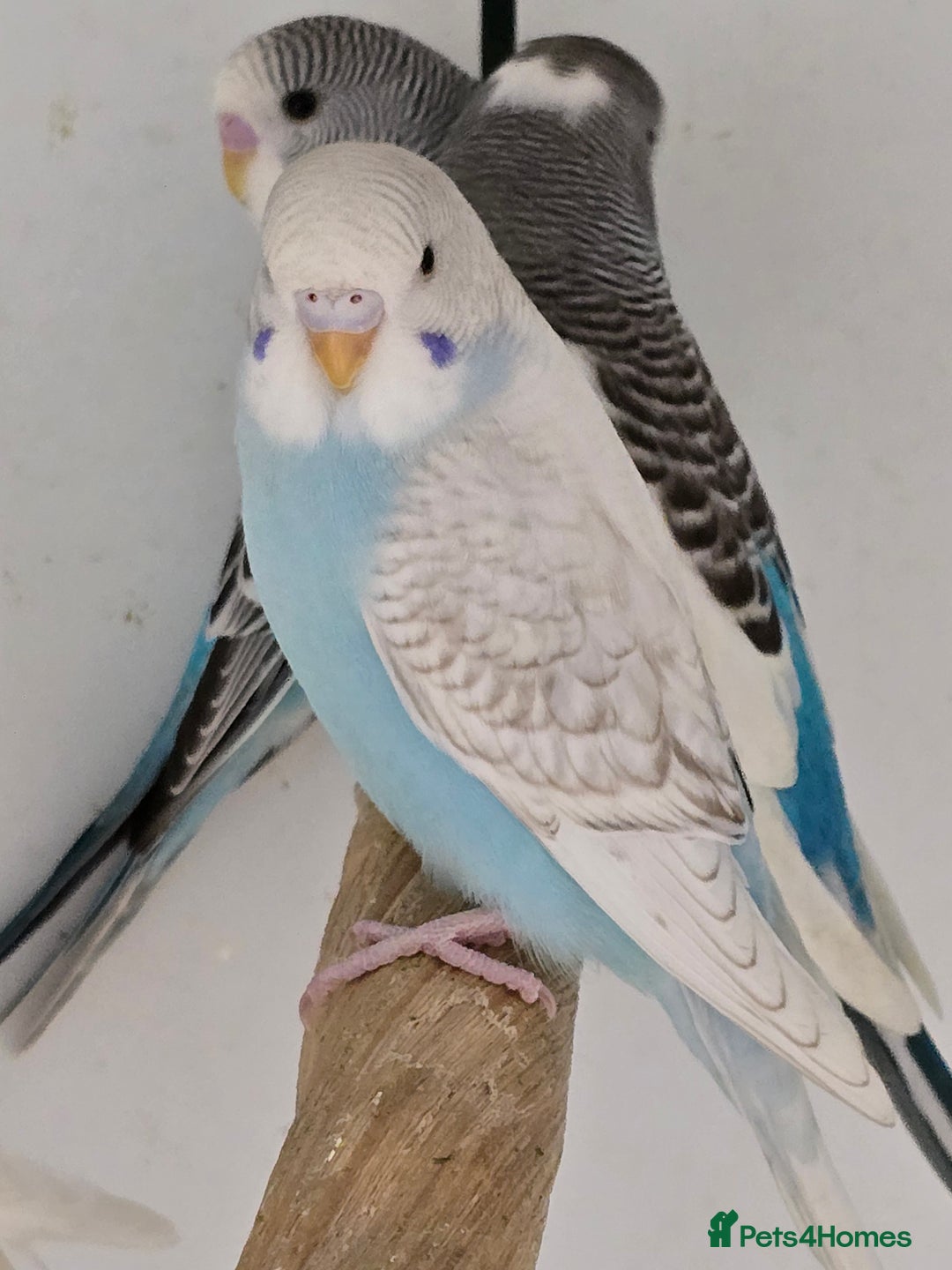 Budgerigars birds for sale: Stunning Baby Budgies available now!!! - Advert 12