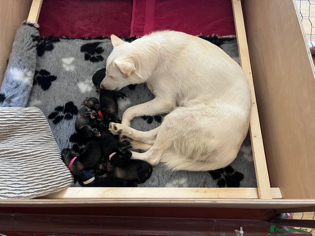 Shepsky dogs for sale: German Shepherd/Shepsky Puppies - Image 3