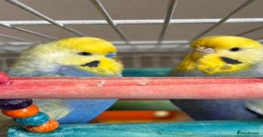 Budgerigars birds - Advert 11