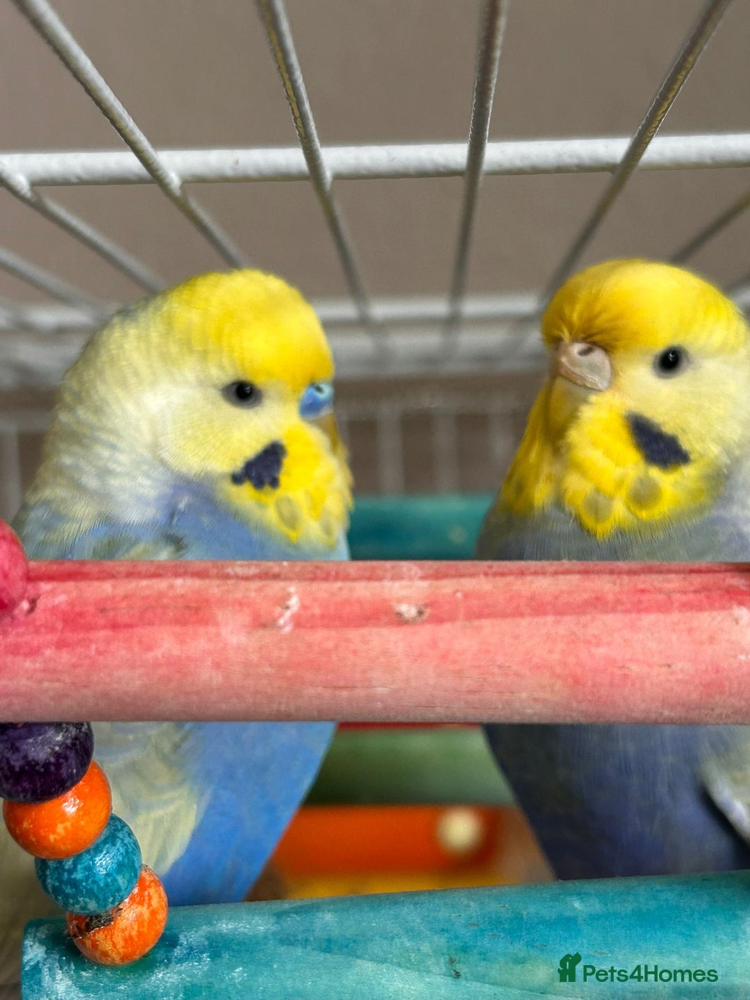 Budgerigars birds for sale: Budgies for rehoming - Image 3