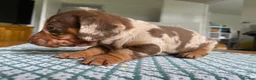 Miniature Dachshund dogs for sale: 🐶 READY NOW 🐶 - Advert 4