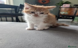 Mixed Breed cats for sale: Playful boy for sale ready now - Image 1