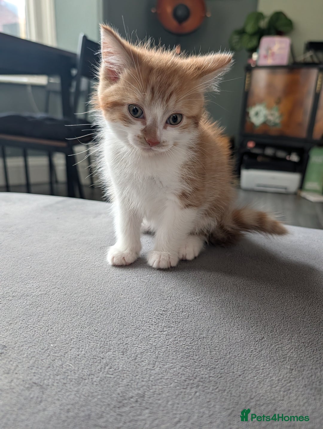 Mixed Breed cats for sale: Playful boy for sale ready now - Image 1
