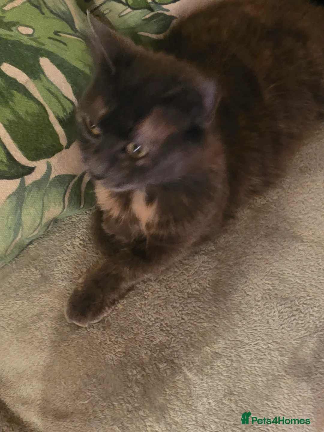 Maine Coon cats for sale: One  maincoone female - Advert 1