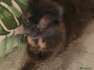 Maine Coon cats One maincoone female - Advert 3