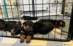 Rottweiler dogs for sale: 8 Beautiful, chunky Rottweiler pups  - Image 6