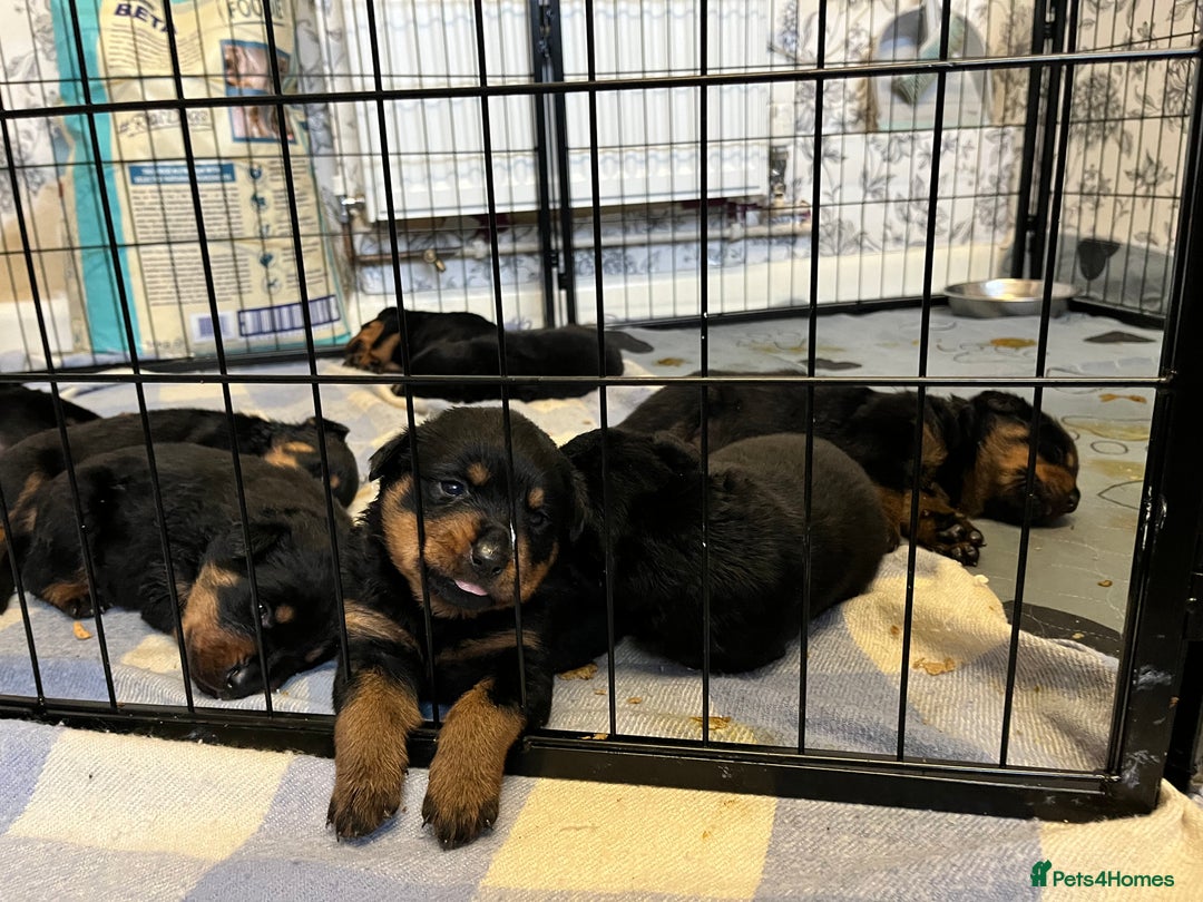 Rottweiler dogs for sale: 8 Beautiful, chunky Rottweiler pups  - Image 6