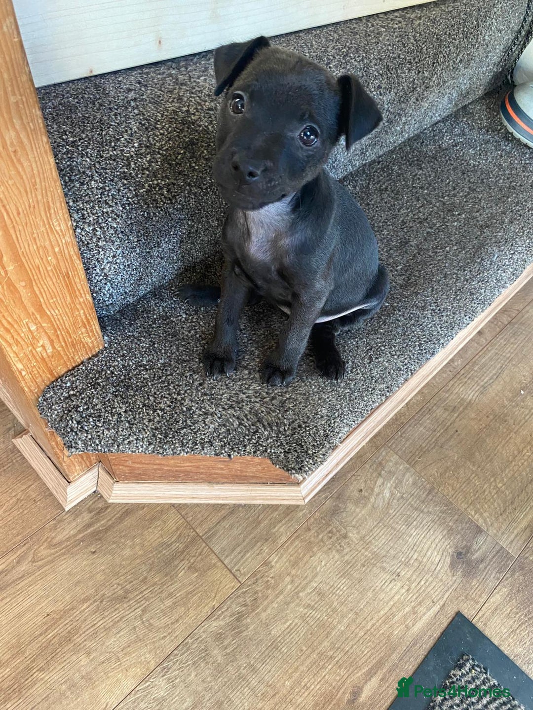 Patterdale Terrier dogs for sale: Patterdale terriers  - Image 3