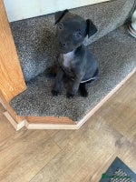 Patterdale Terrier dogs - Advert 3