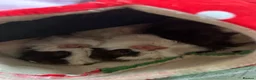 Guinea Pig rodents for sale: 2 female sister guinea pigs - Advert 1