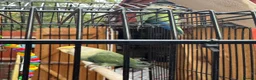 Lovebirds birds for sale: Female and Male Lovebirds,located- Stoke Newington - Advert 3
