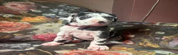 Great Dane dogs for sale: Great Dane puppies for sale  in Wakefield - Advert 7